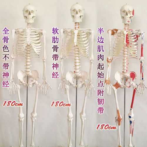 170cm 180cm人体骨骼模型脊椎神经韧带骷髅骨全身教学肌肉起止点 - 封面