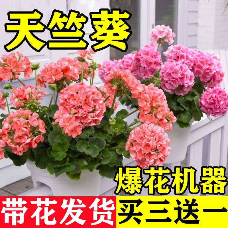 重瓣天竺葵盆栽花苗带花苞室内垂吊大花卉四季开花鲜花绿植物好养