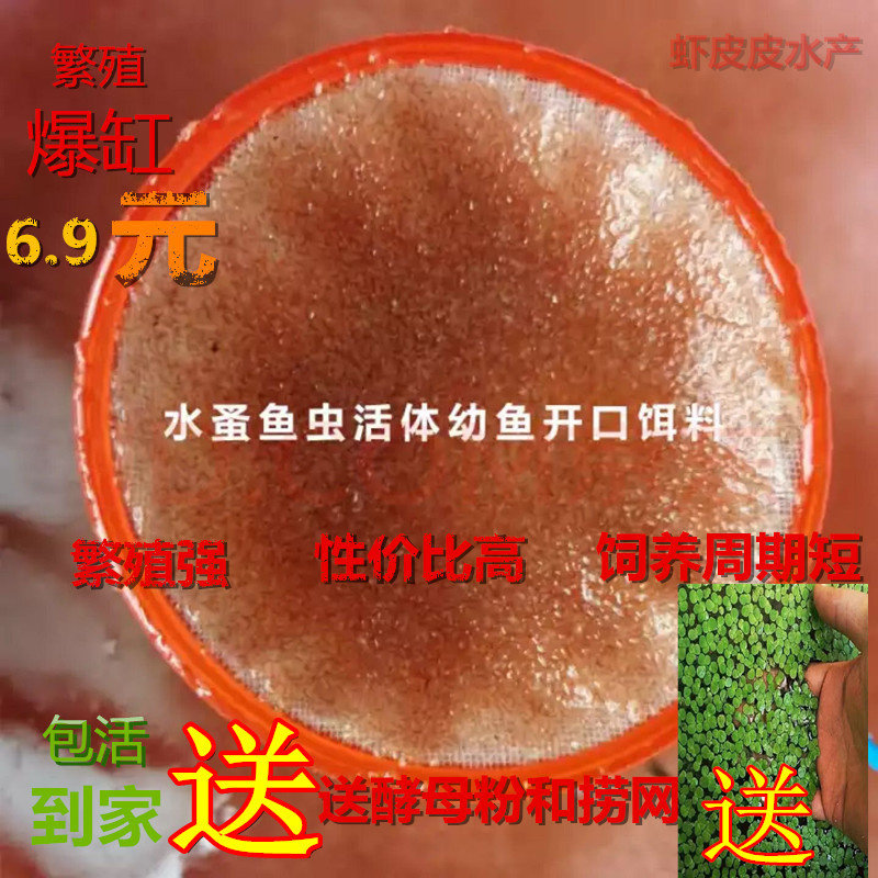 水蚤 水蚤活苗鱼虫活食水蚤繁殖干水蚤冰冻红虫活饵鱼食水蚤包邮图片