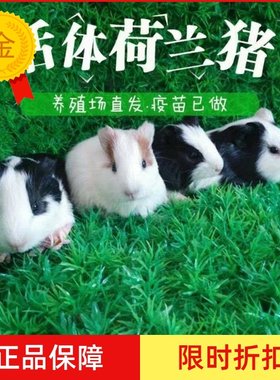 荷兰猪活物宠物三色荷兰鼠活体自家繁殖豚鼠宝宝短逆小宠天竺鼠