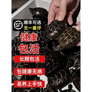 中华草龟小乌龟活物中国名贵苏北金线适合家养好养耐活龟苗宠物龟