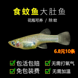 原生鱼冷水鱼苗食蚊鱼大肚青鳉鱼小型观赏鱼活体饲料冷水观赏鱼苗