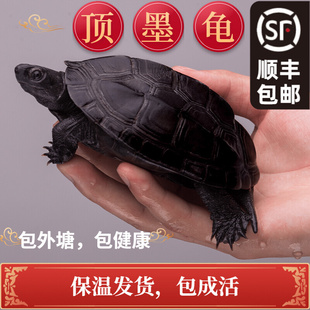 顶墨龟纯种全黑外塘中华草龟长寿黑腹一对情侣小乌龟苗活物活体