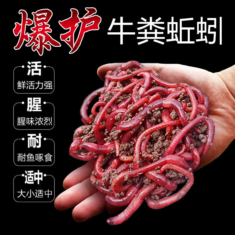 红蚯蚓活饵鲜活特大号钓鱼蚯蚓活体鱼饵野钓鲫鱼饵料新环蚯蚓红虫图片
