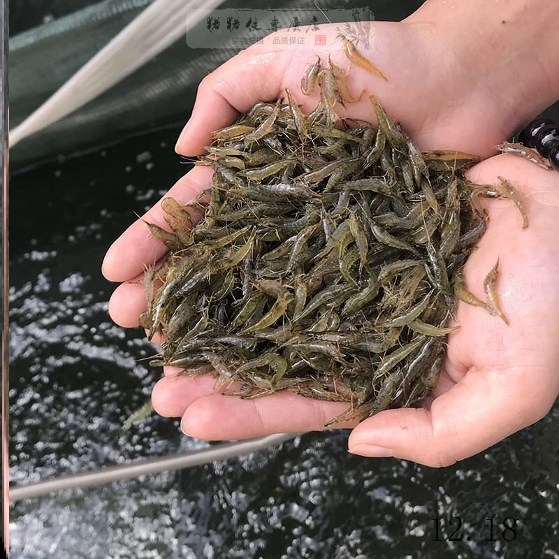喂乌龟吃的小活鱼苗银龙鱼饲料淡水养殖小型活饵龟粮鳄龟食用小鱼图片