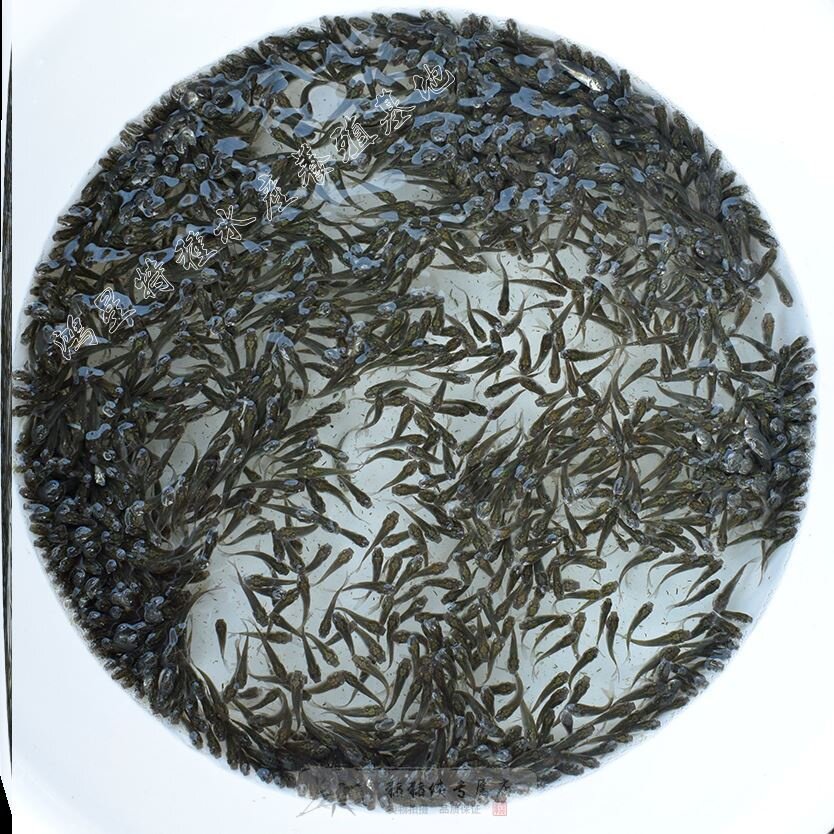 喂乌龟吃的小活鱼苗小型养殖鳄龟淡水金龙鱼食用小鱼泥鳅活饵饲料图片