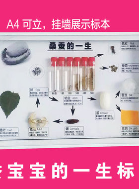 蚕宝宝标本蚕的一生桑蚕生活史标本蚕蛾蚕蛹活蚕教学展示品学生
