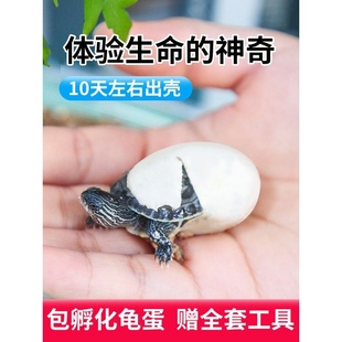 乌龟蛋可孵化受精巴西花龟网红小宠物好养学生活体中华草龟苗活物