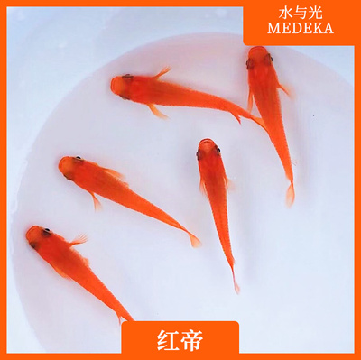 观背青鳉红帝新手可孵化卵不打氧淡水冷水小型观赏蓝瘦原生迷你鱼