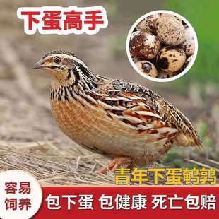鹌鹑活苗宠物鸡活物下蛋繁殖青年鹌鹑阳台家养观赏鸡活体家养宠物