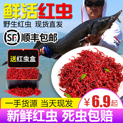 鲜活红虫鱼饵新鲜活体活饵特大公虫喂鱼拉饵鲫鱼饵料钓鱼蚯蚓鱼食