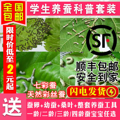 蚕宝宝学生养蚕套装活体金丝蚕春蚕卵籽七彩蚕活物幼虫新鲜桑叶