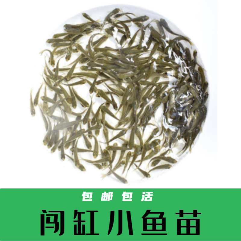 小鱼苗活体喂乌龟鳄龟草龟巴西鲫鱼淡水养殖好养活耐活闯缸练手鱼图片