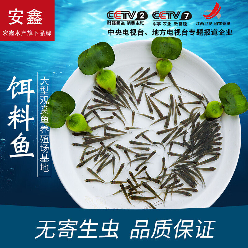 喂乌龟的小鱼苗淡水草鱼食蚊鱼练手鱼饲料鱼龙鱼饲料活体鱼各种鱼 - 实物图