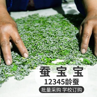 蚕宝宝活体学生养蚕套装1-5龄新鲜桑叶白色家蚕籽蚕卵七彩蚕包活