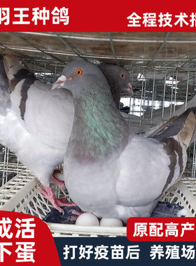 鸽子活 一对 银王白羽王成年种鸽大体包下蛋可繁殖青年公母幼肉鸽