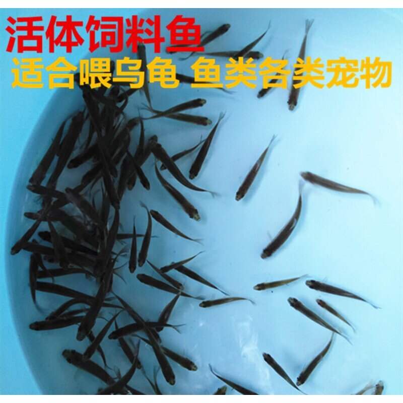活体饲料鱼麦穗鱼小鱼苗喂龙鱼罗汉鳄龟开口饲料鱼淡水鱼杂鱼图片