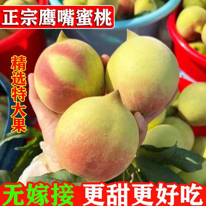 广东韶关脆甜鹰嘴桃青晚毛水蜜桃子新鲜水果当季一级大果包邮
