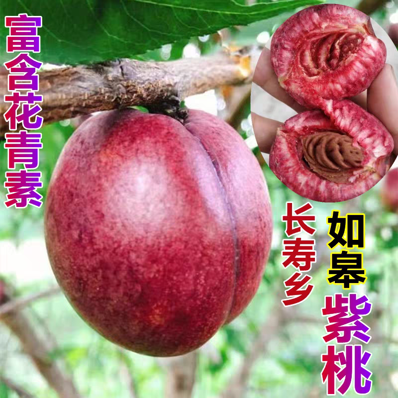 如皋紫桃新鲜血桃时令水果离核油桃应季酸甜口感桃子新鲜水果当季
