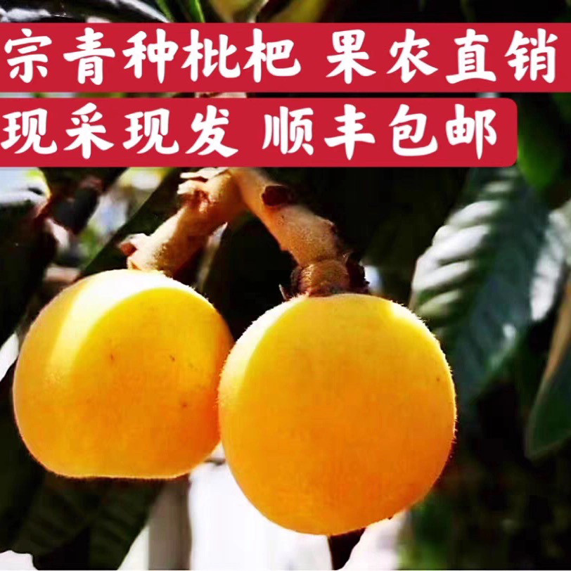 苏州太湖西山生态岛青种枇杷自家果园水果现摘现发新鲜顺丰包邮