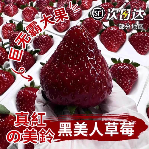 【顺丰空运】真红美铃草莓丨黑美人日本黑珍珠黑草莓新鲜水果现摘