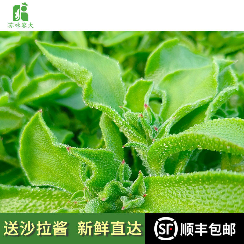 产地直发新鲜冰草送沙拉酱天英冰草蔬菜沙拉生吃凉拌火锅即食食材,水产肉类/新鲜蔬果/熟食,叶菜类,淘宝优惠券,粉丝福利购,淘宝优惠卷