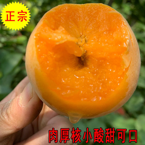 陕西金太阳大黄杏子果园直发现货
