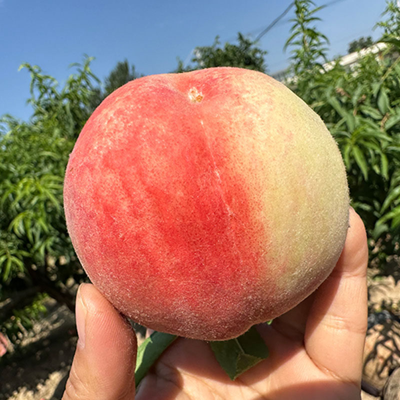 陕西水蜜桃水密桃子露天自然熟新鲜水果果园直发软甜好吃现摘现发