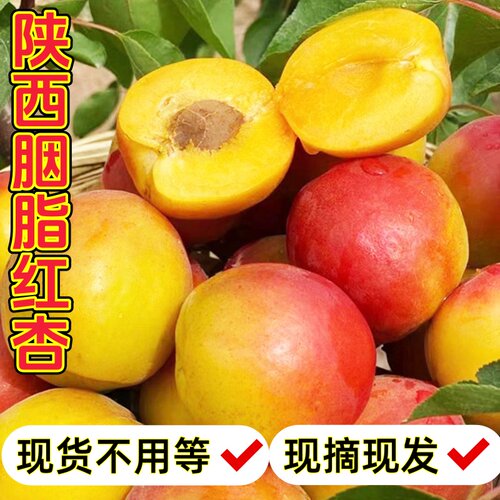 新鲜胭脂红杏贵妃杏子现摘现发