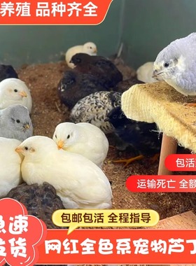 芦丁鸡网红宠物活体鸡全色系观赏养鸡下蛋成鸡超可爱小鸡