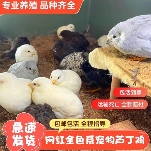 芦丁鸡网红宠物活体鸡