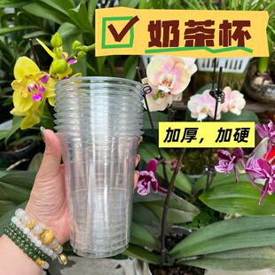 加厚奶茶杯蝴蝶兰半水培闷养湿养透明度高能观察根系