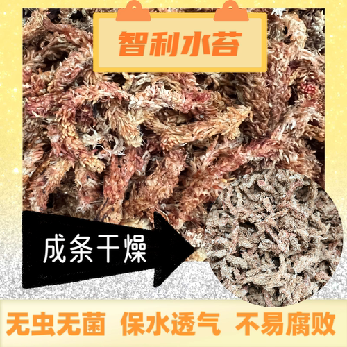 智利毛毛虫水苔干净粗条