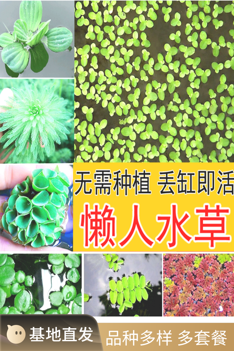 生态无土淡水浮萍槐叶萍新手懒人养鱼缸乌龟造景浮水养龟水草植物