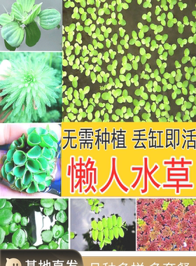 生态无土淡水浮萍槐叶萍新手懒人养鱼缸乌龟造景浮水养龟水草植物