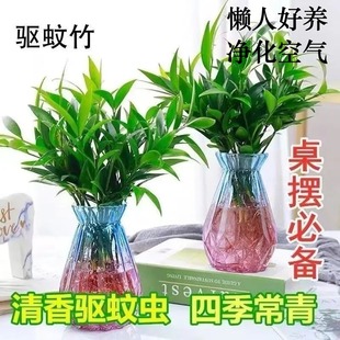 长期水培植物高大驱蚊竹柏水培植物室内水养绿植花卉盆栽四季客厅