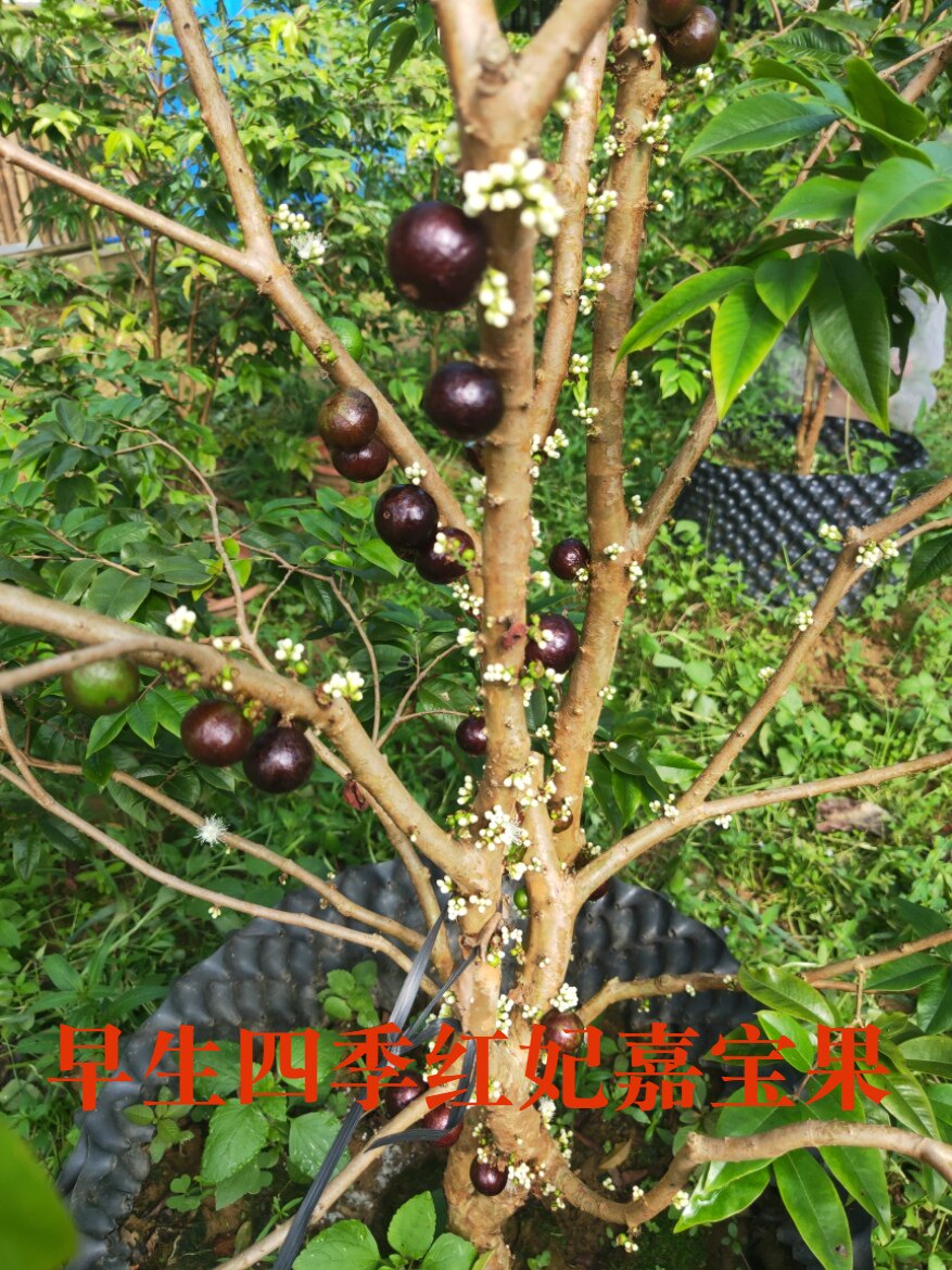 早生四季嘉宝果 正宗早生树葡萄 嘉宝果优秀品种 红妃嘉宝果
