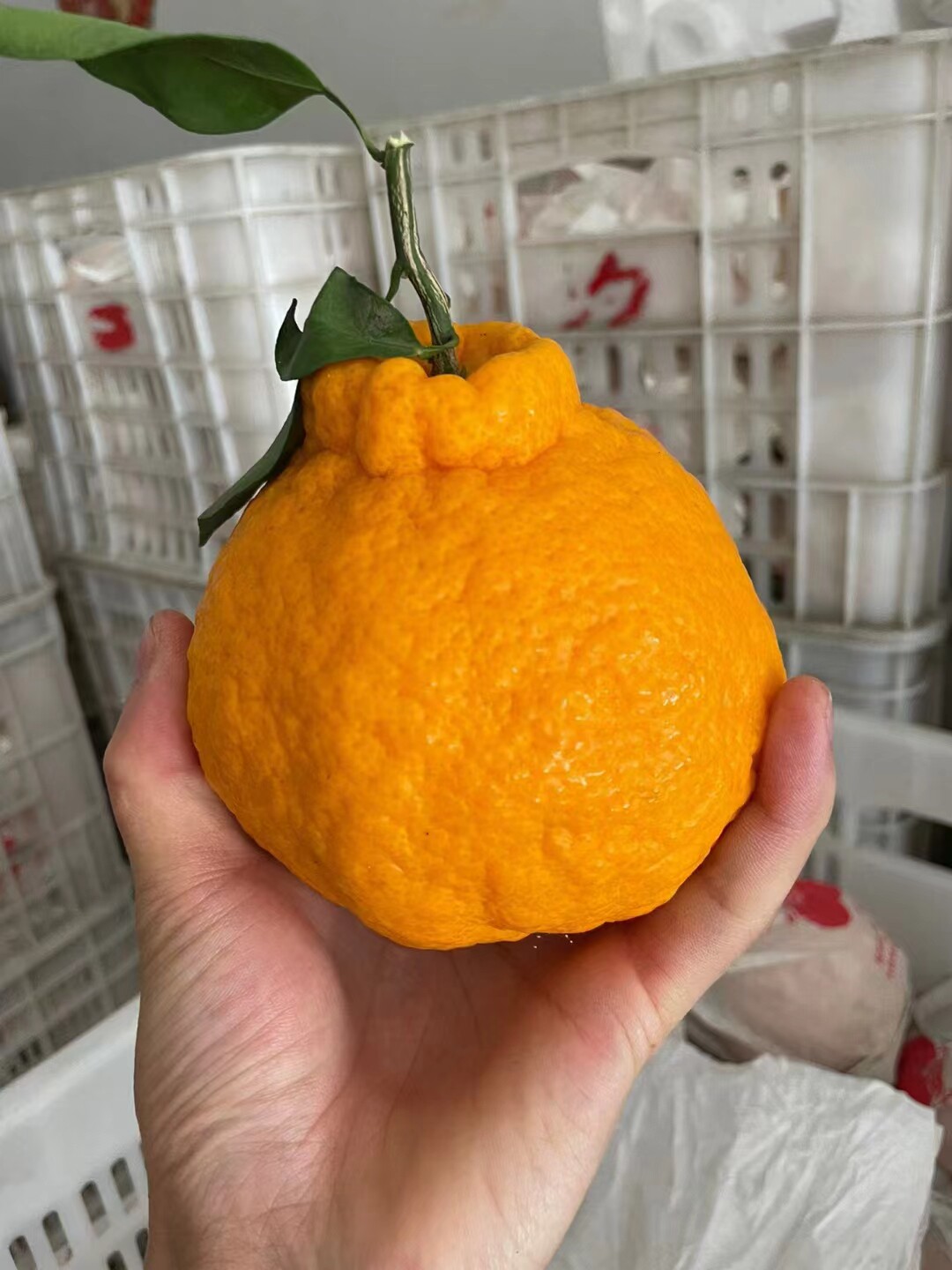 丹棱不知火丑橘好吃不上火脆甜多汁入口化渣九分甜一分果酸