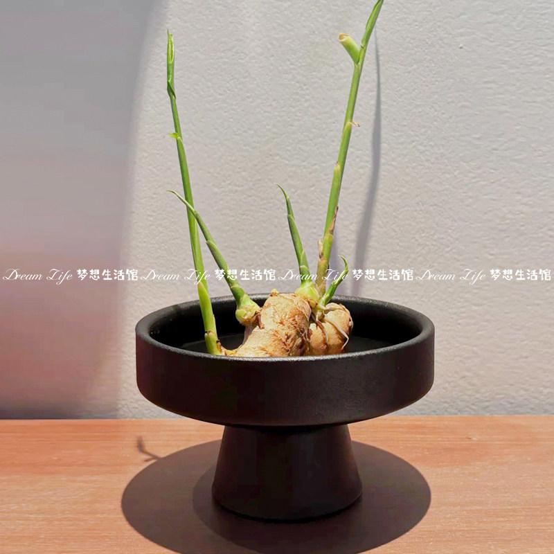 水培禄根器皿专用托盘水养禄根花花盆