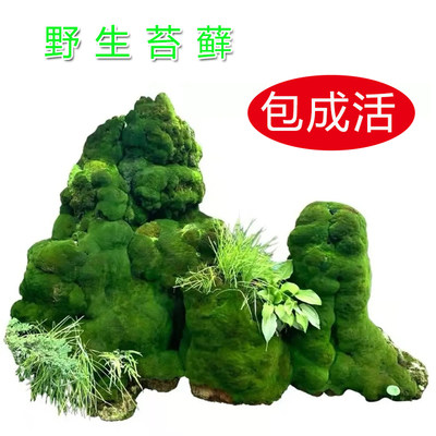 苔藓植物种子吸水石假山上水石盆景装饰四季鲜活包活野生青苔孢子