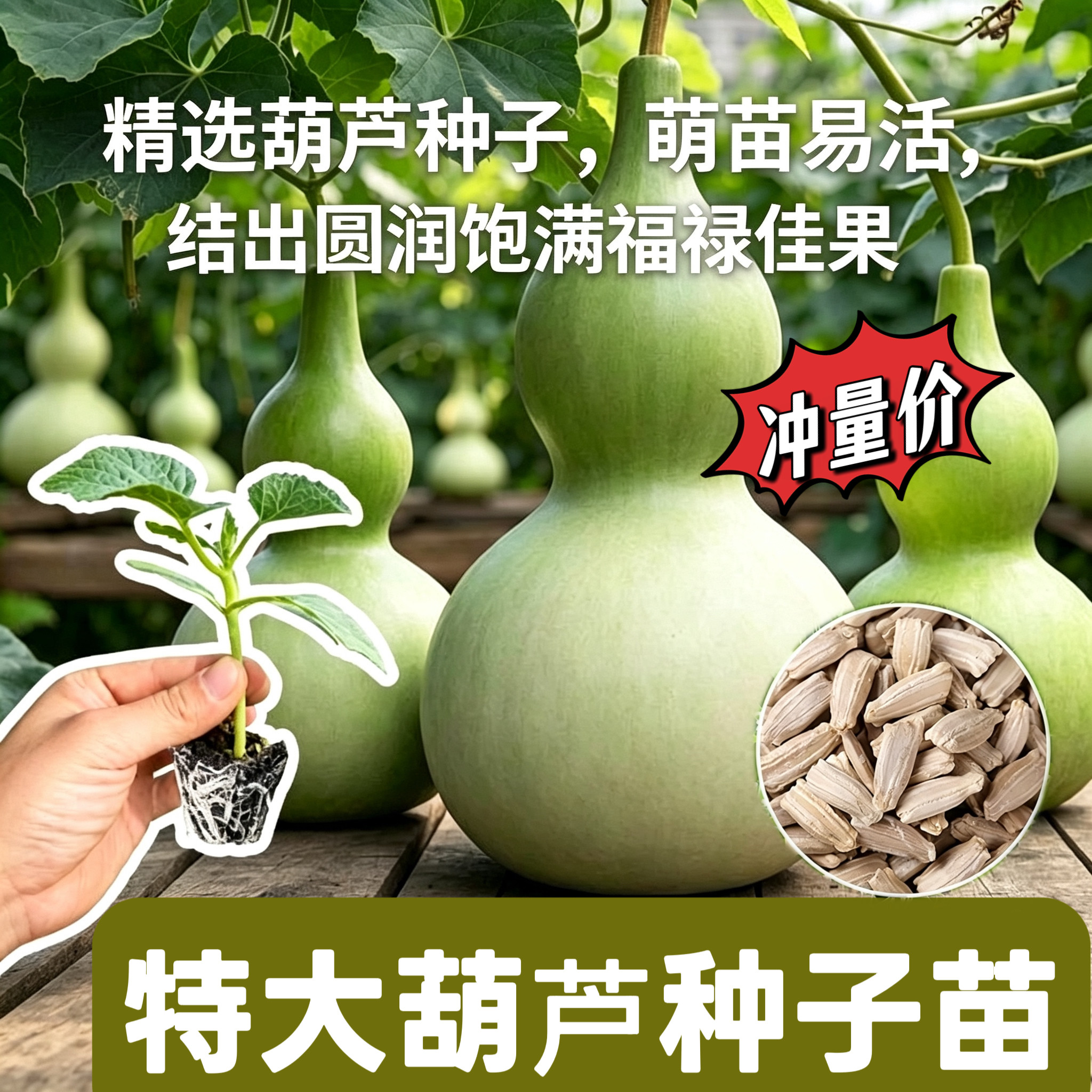 巨型特大葫芦种子葫芦苗观赏福禄葫芦籽农家阳台盆栽易种花卉种籽