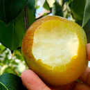 包邮 山西隰县玉露香梨新鲜现摘梨8斤9斤10斤当季 水果脆甜无渣顺丰