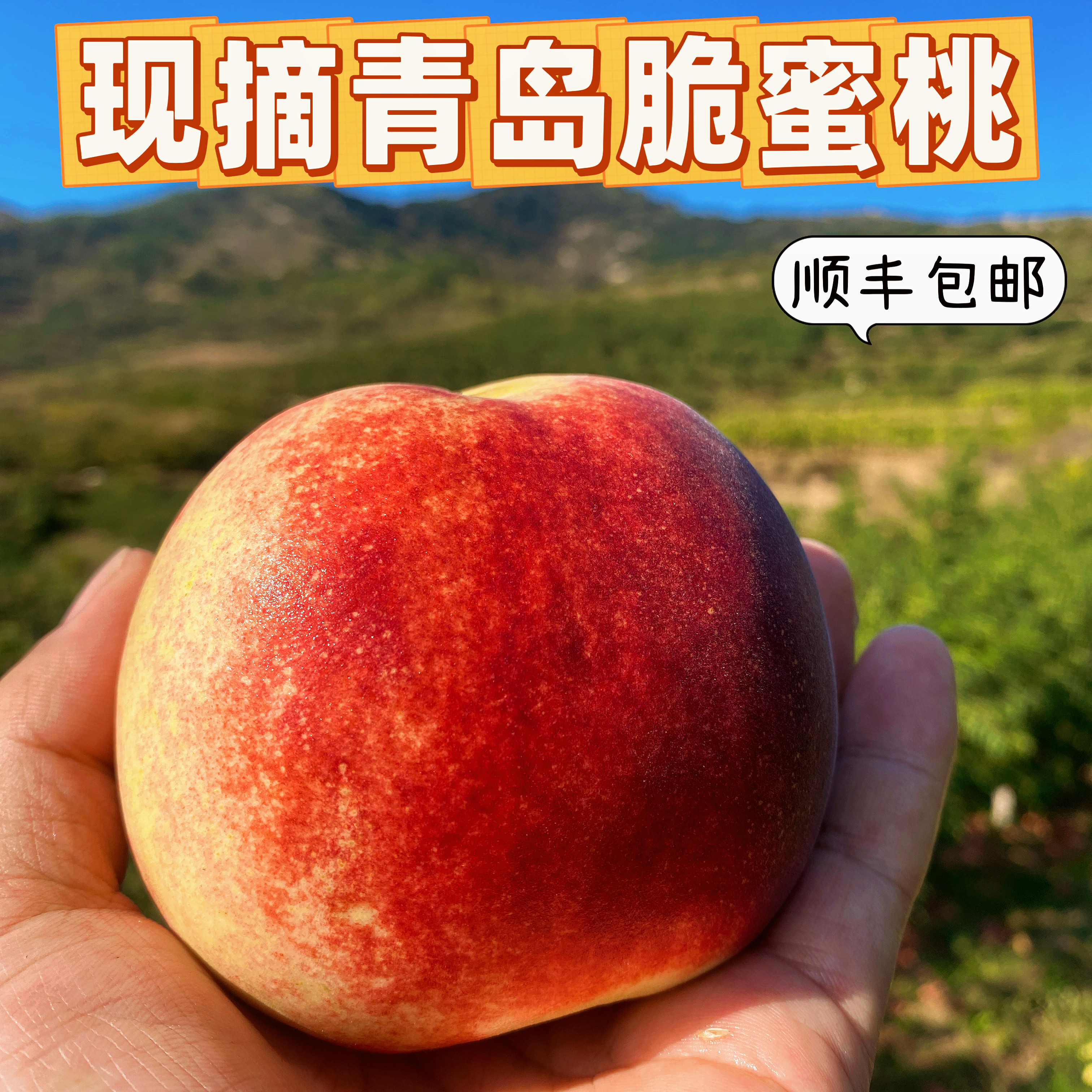 现摘青岛寒露蜜桃子脆甜顺丰包邮