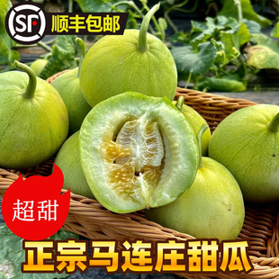 青岛马连庄甜瓜新鲜当季孕妇水果新鲜现摘莱西甜宝小香瓜顺丰包邮