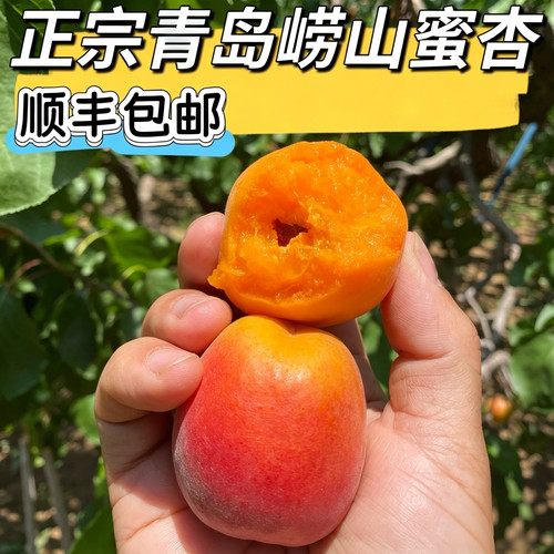 现摘青岛崂山水蜜杏子新鲜水果当季山东红杏大黄杏非新疆杏顺