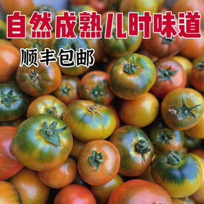 青岛杠六九草莓西红柿大绿腚碱地柿子新鲜西红柿自然熟可生吃番茄