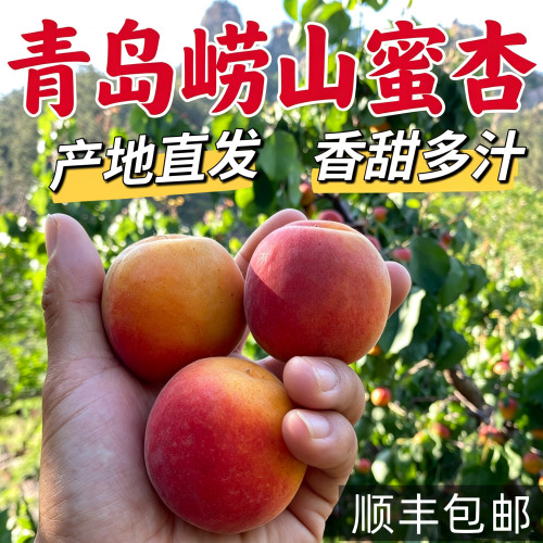 现摘青岛崂山水蜜杏纯甜大红黄杏子新鲜水果非新疆陕西小杏子顺丰