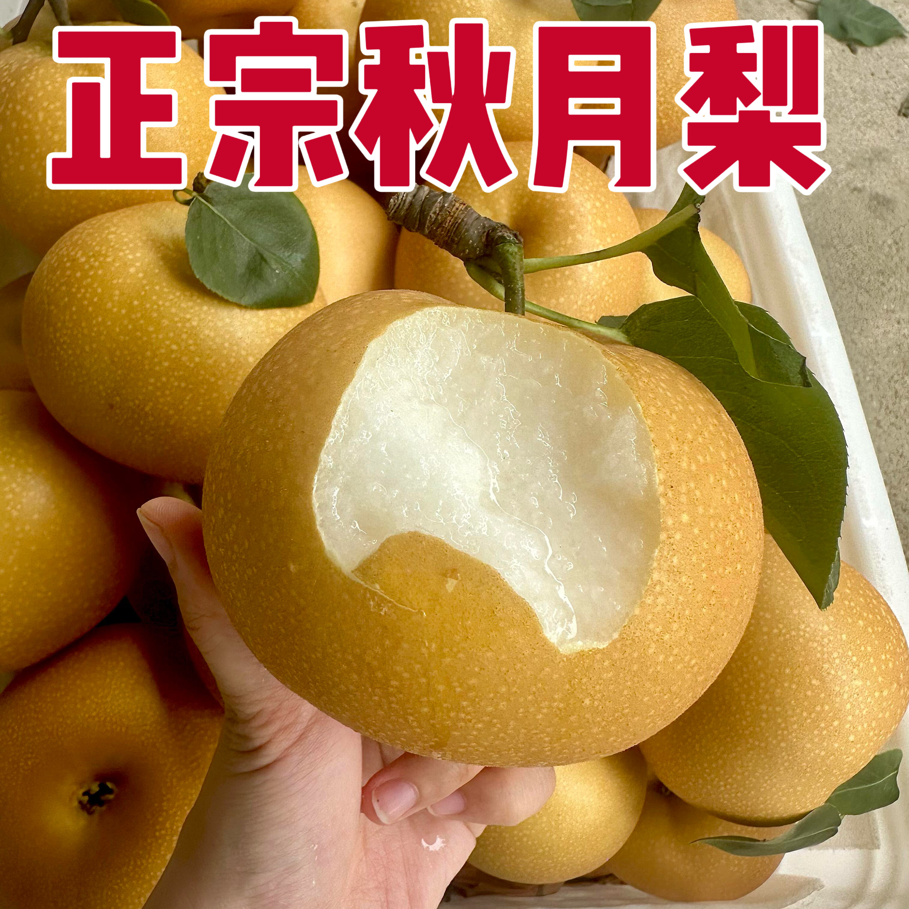 当季正宗山东秋月梨新鲜水果莱阳冰糖羊脂雪梨整箱现摘现发孕妇