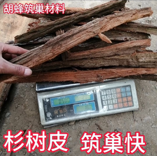胡蜂筑巢材料杉树皮黄脚马蜂红娘养殖专用红桉树皮朽木很厚5斤