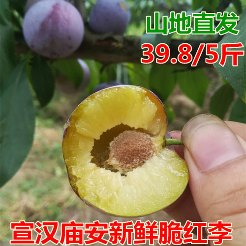 四川宣汉汶川新鲜脱骨脆红李5月脆空心脱骨李红脆李水果现摘现发